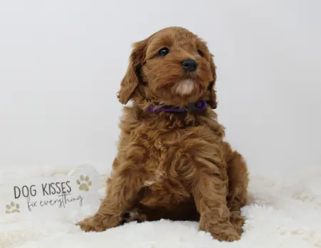 Six weeks Mandy 2