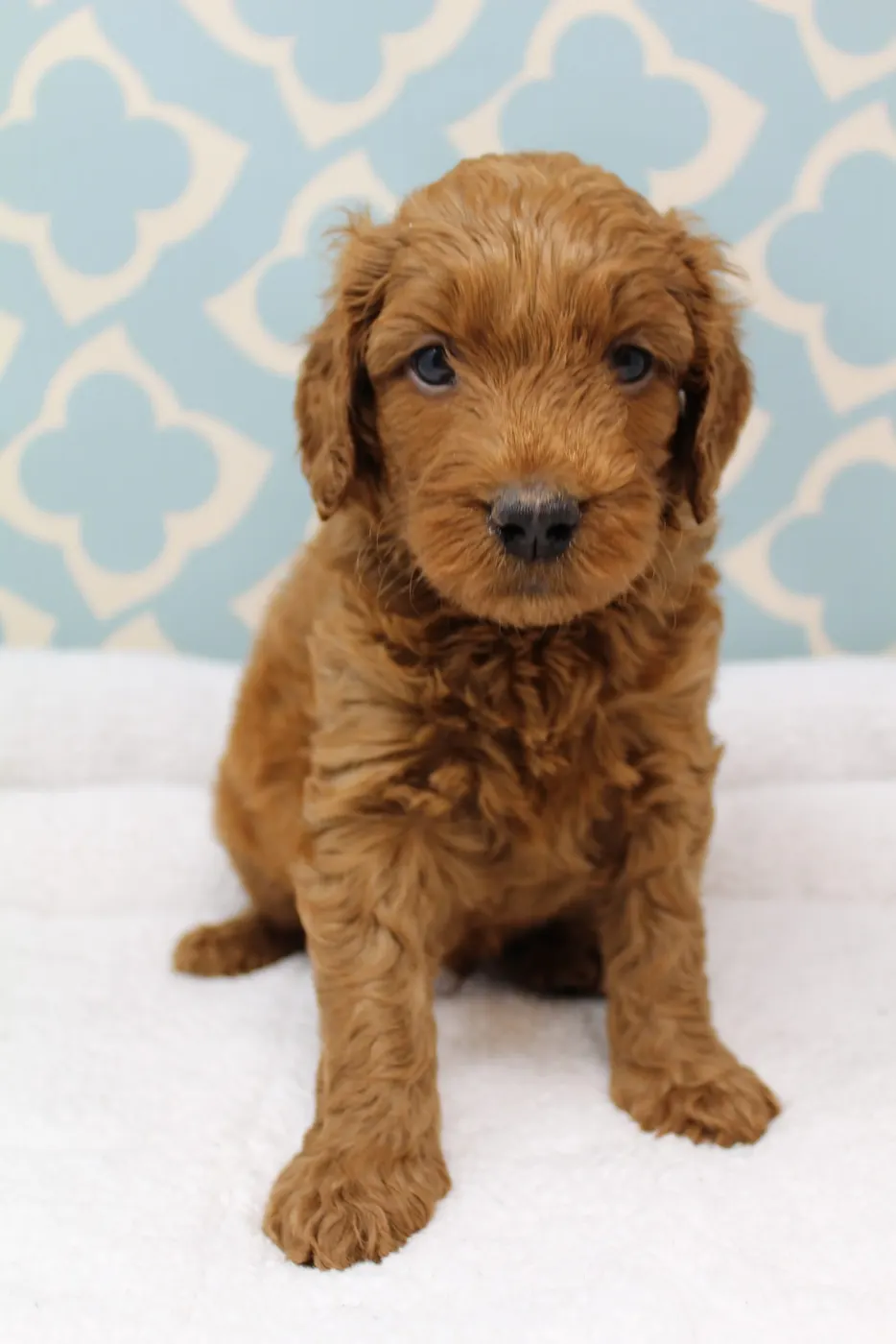 Bella and Gunner’s Bumble Bee puppies are home