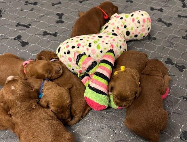 Mabel and Nelson's puppies are here!