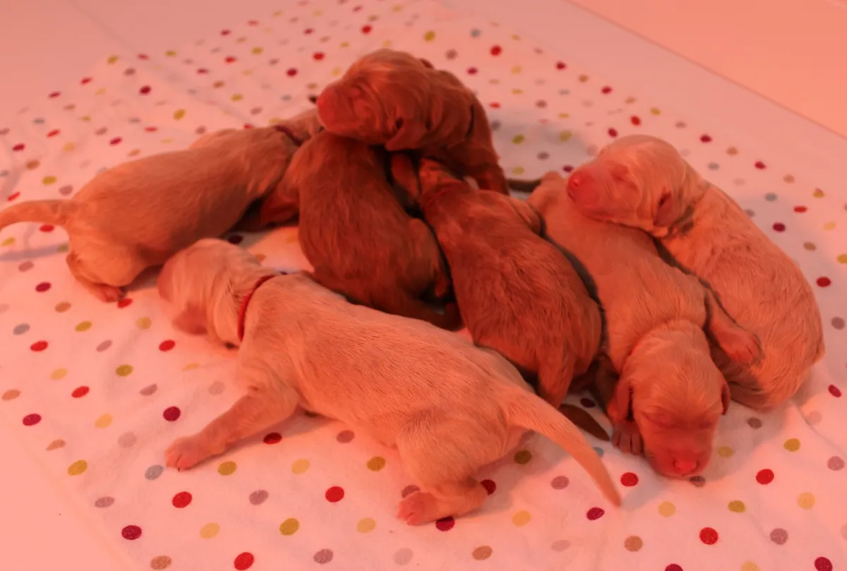 Roo and Basil’s puppies are with their forever families