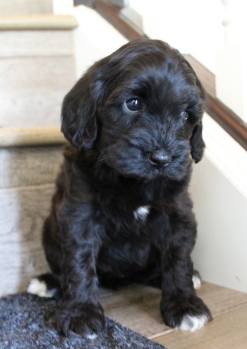 Six weeks Kelly 4