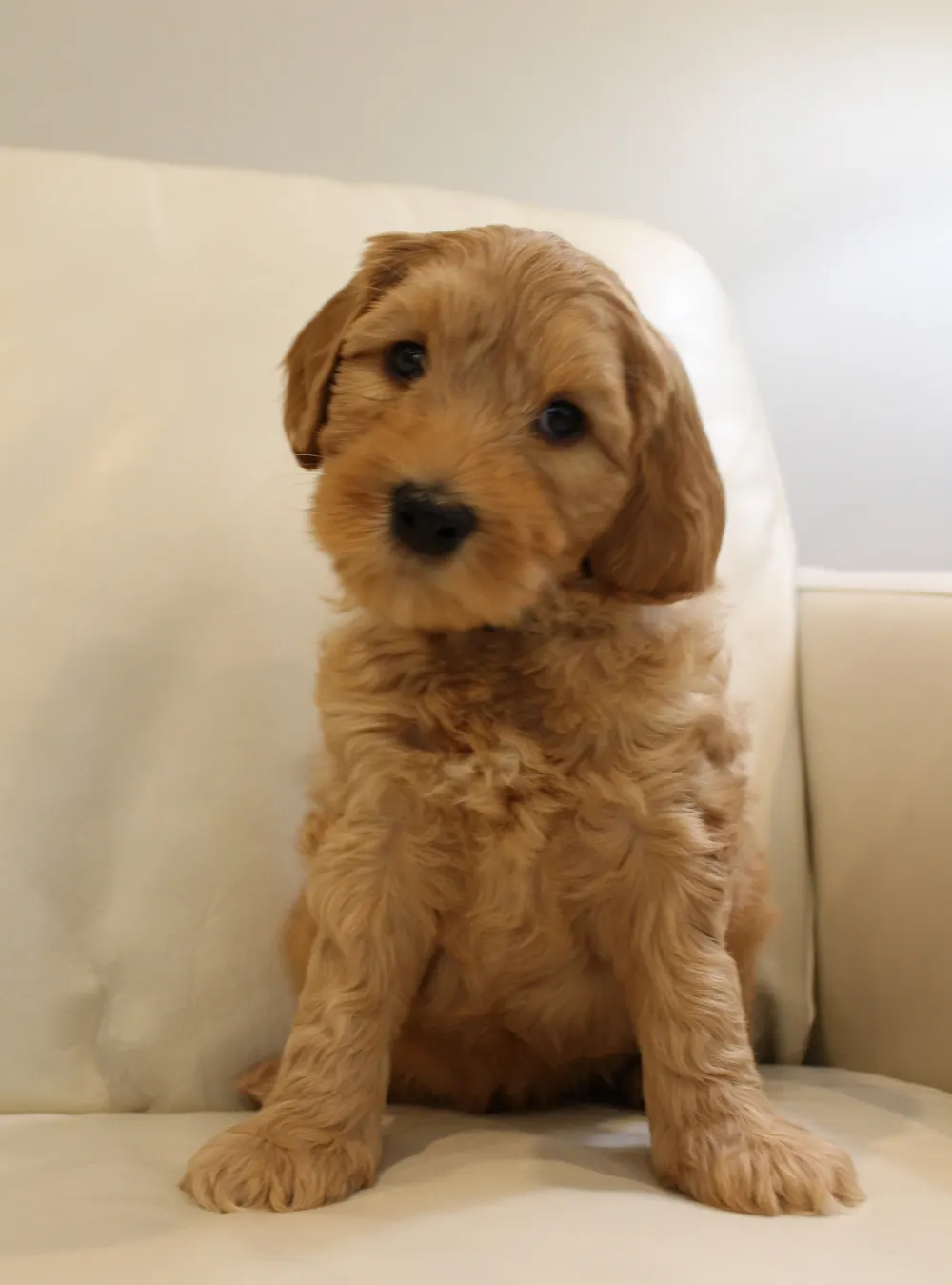 Emma and Watson’s puppies are home