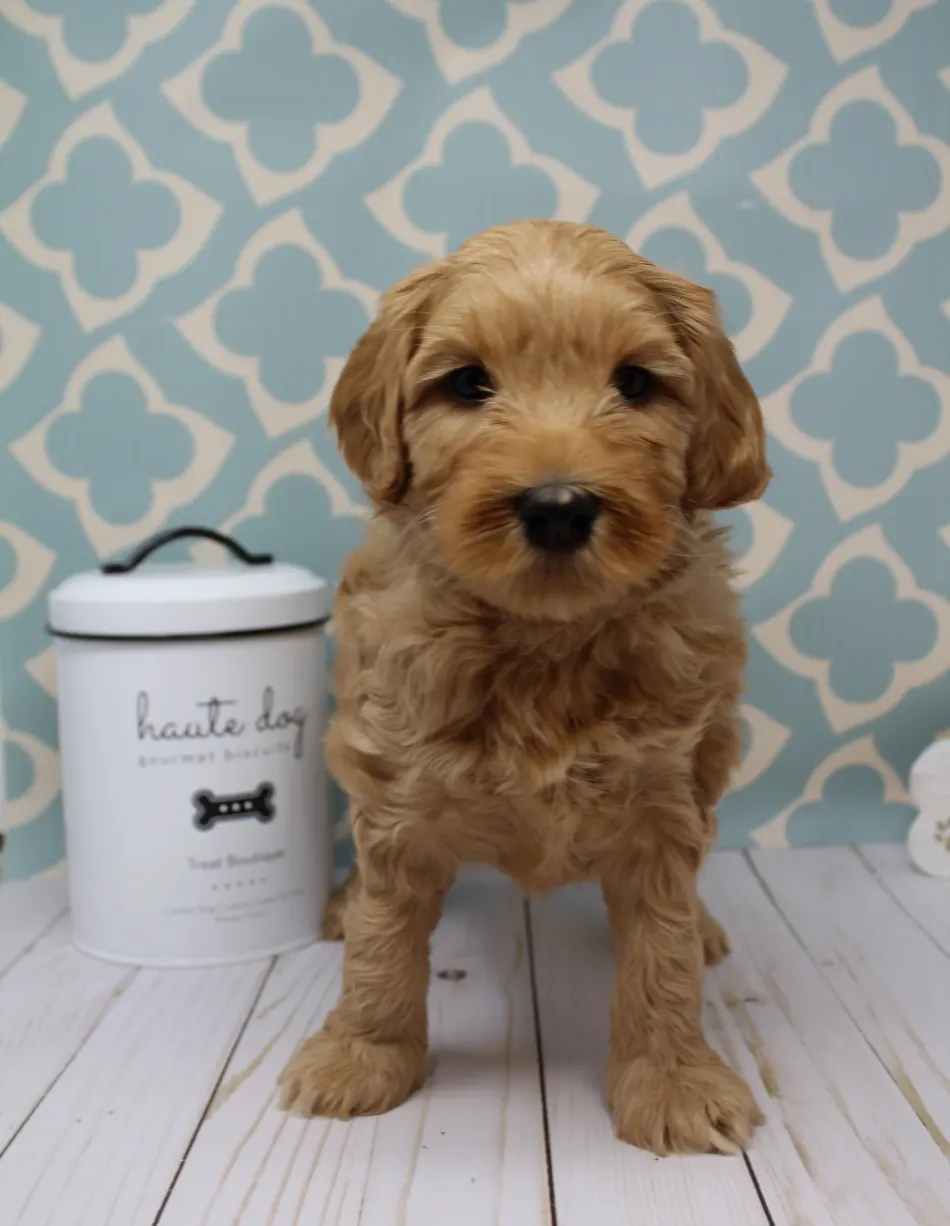 Emma and Watson’s puppies are home