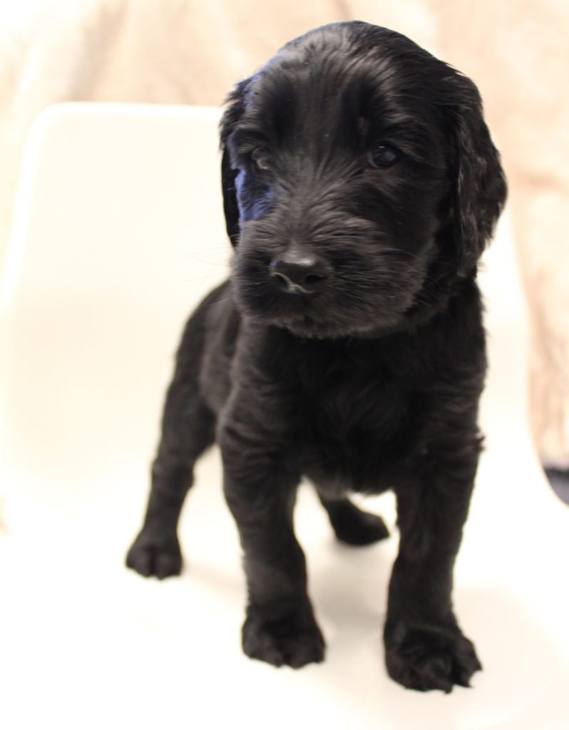 Lizzy and Basil’s pups went home