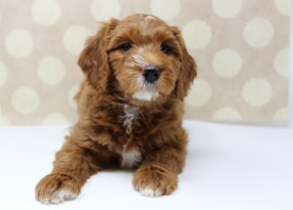 Gretel and Gunner’s puppies are home