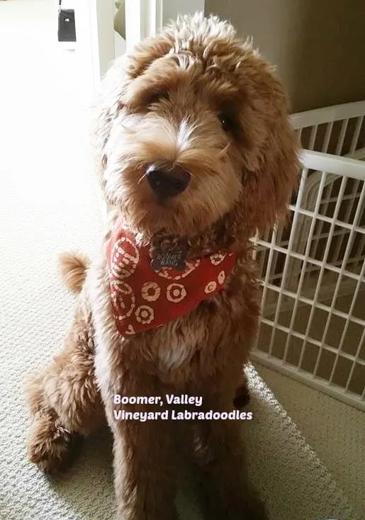 Molly, our standard Labradoodle, brings us puppies of all colors