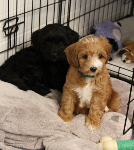 mini labradoodles black therapy dogs