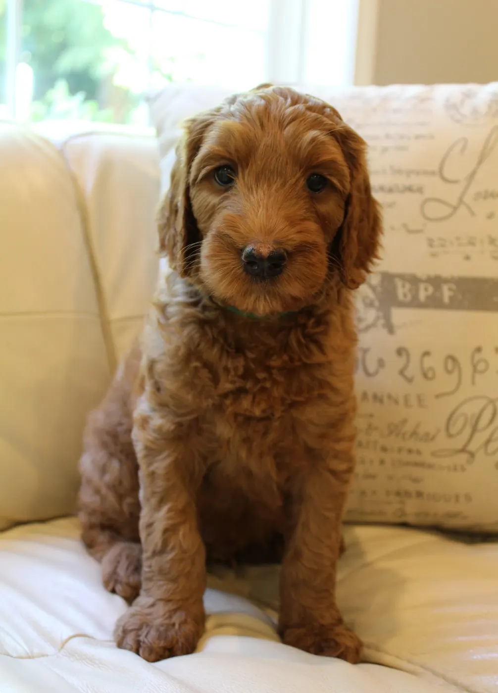 Bella and Gunner’s Bumble Bee puppies are home