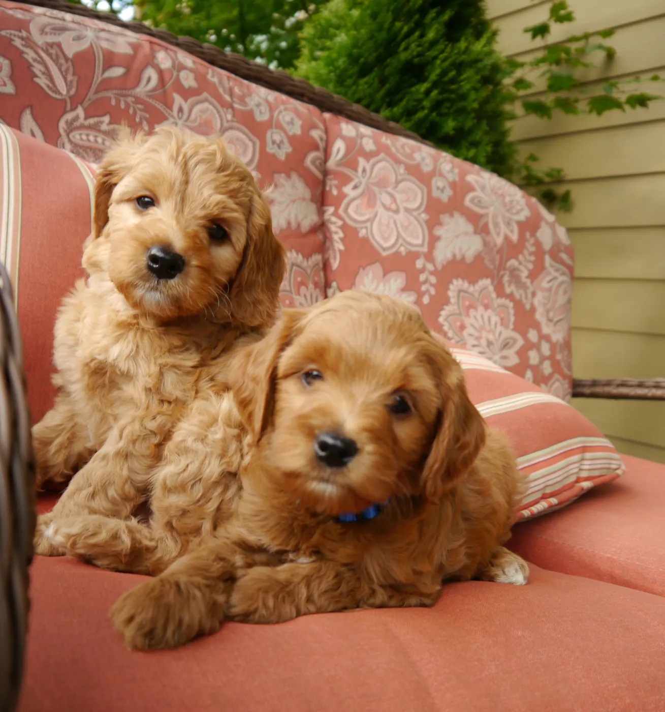 Valley Vineyard Labradoodle