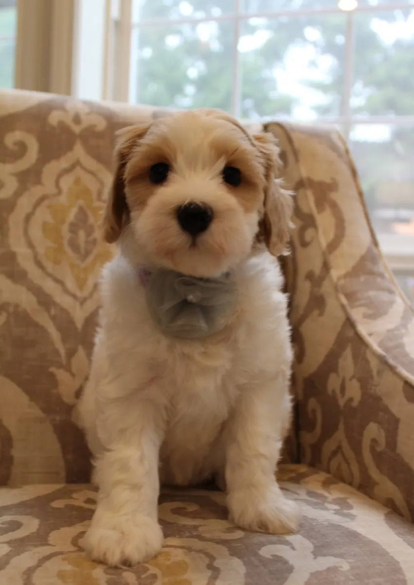 Clara Jane and Bear’s pups are home