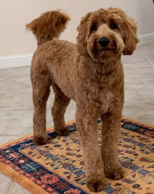 red Australian Labradoodles Oregon