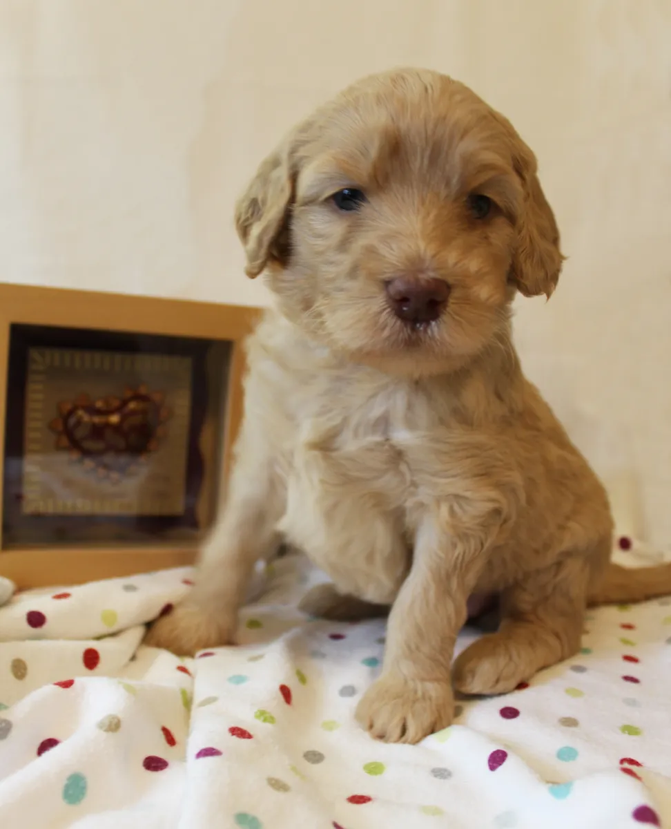 Roo and Basil’s puppies are with their forever families