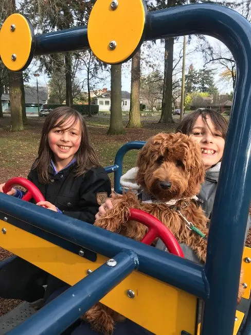 Valley Vineyard Labradoodle