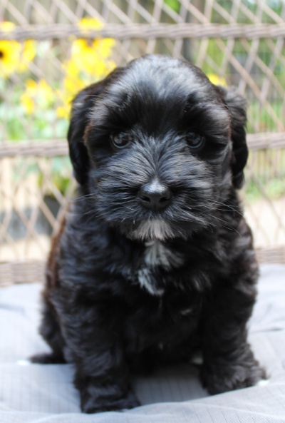 Seven weeks Karly 2