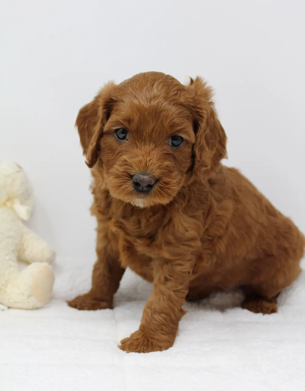 Gretel and Gunner’s puppies are home