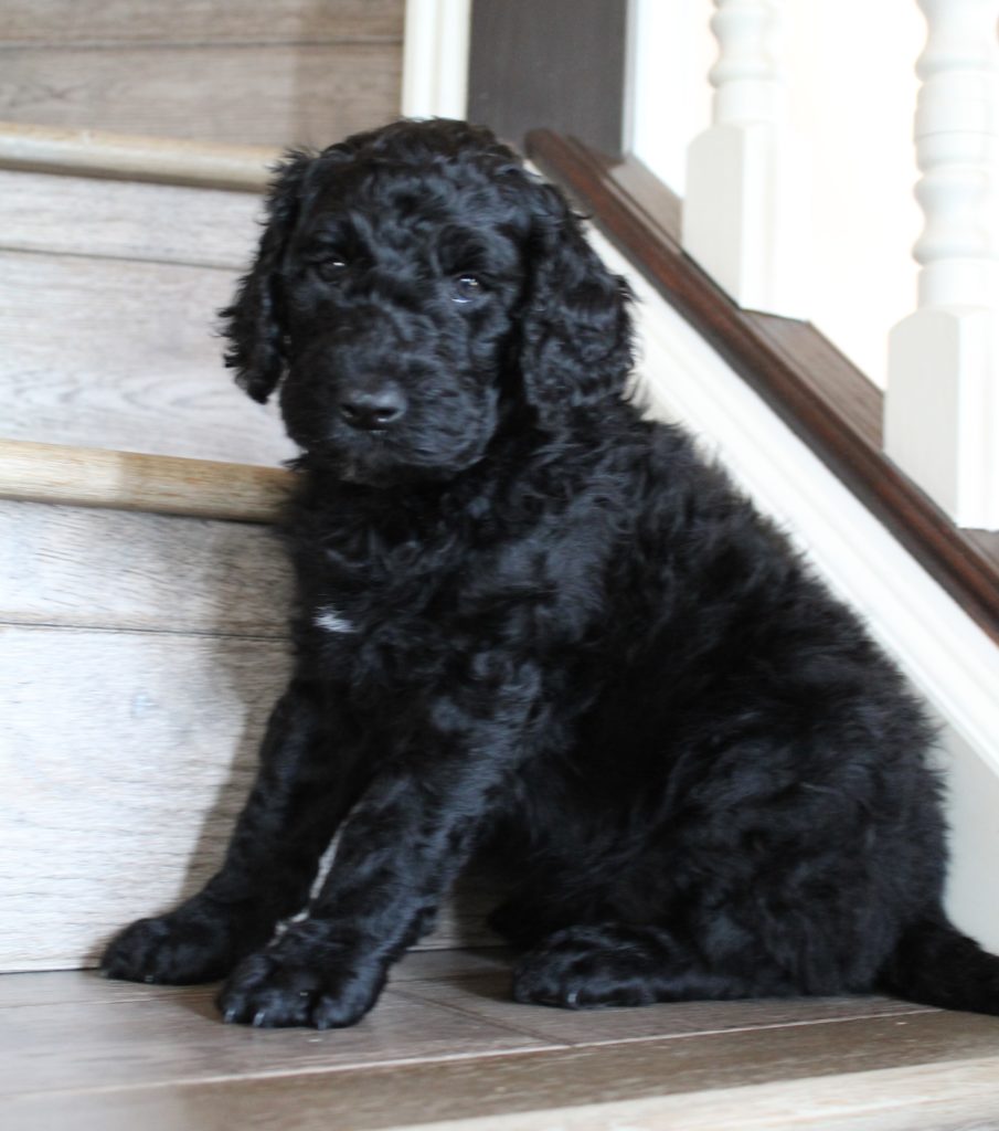Oregon black labradoodle puppies
