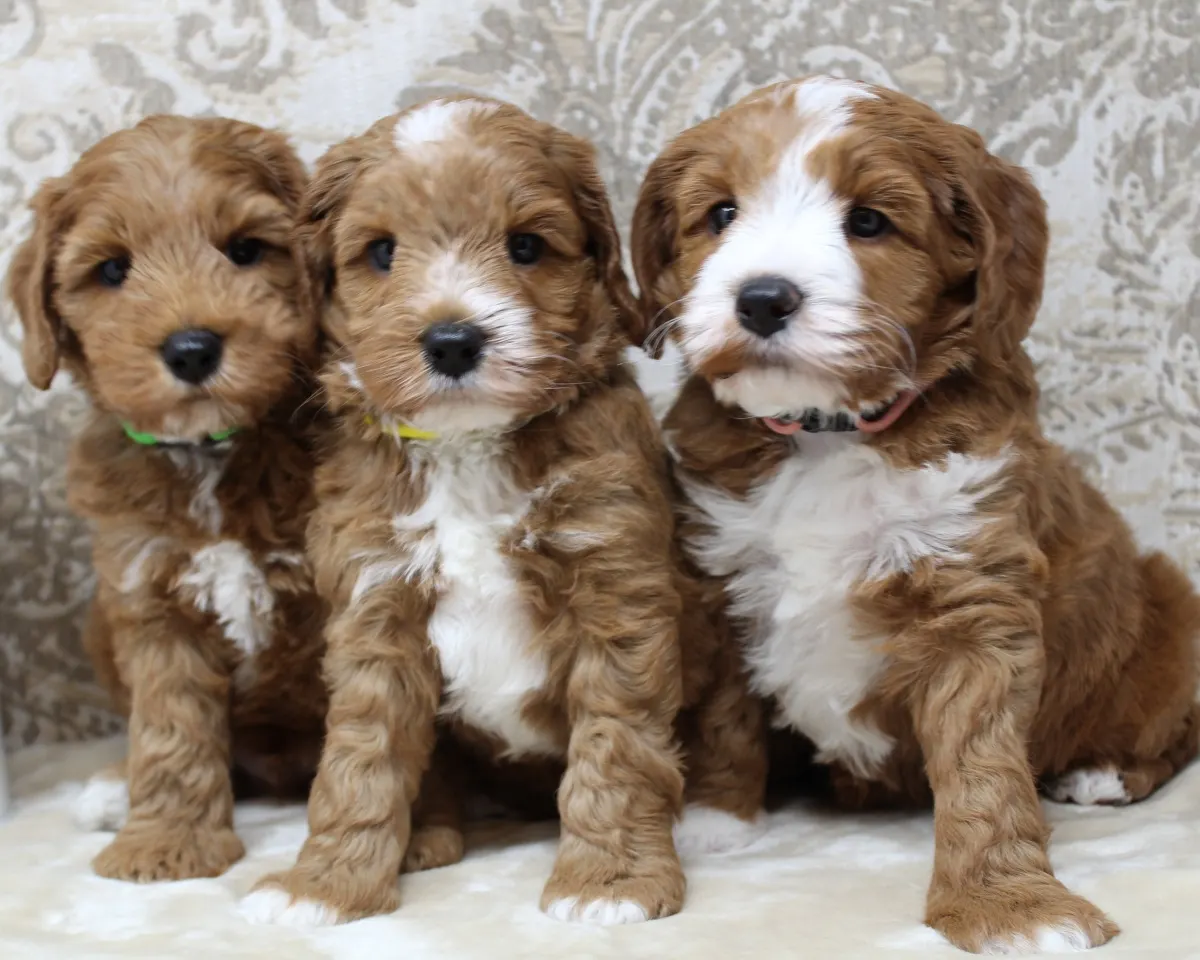 Daisy and Oakley’s puppies are home