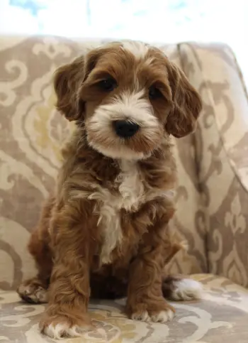 Six weeks Arthur 3