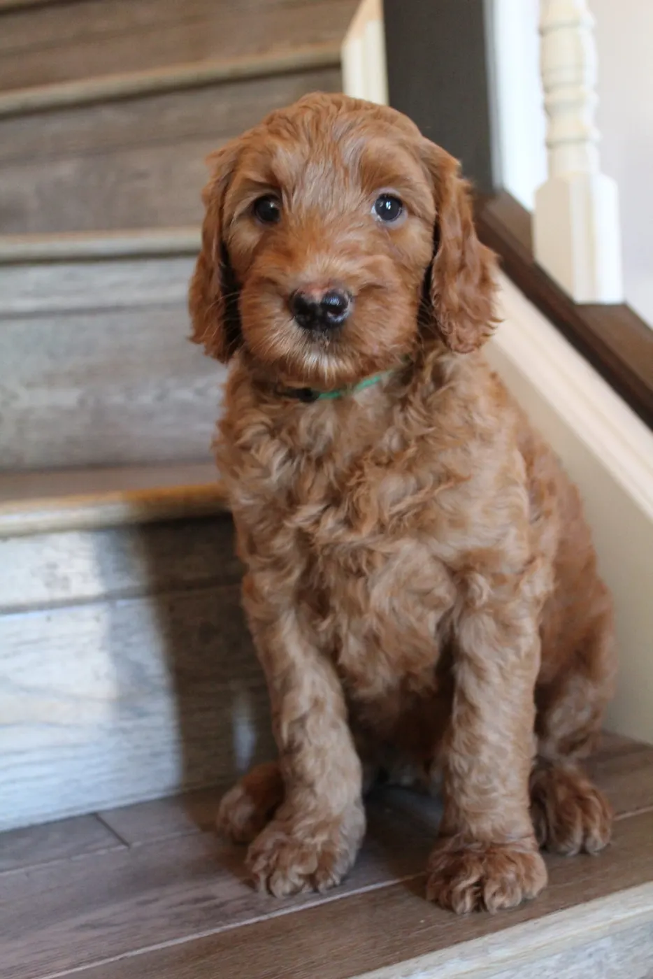 Bella and Gunner’s Bumble Bee puppies are home