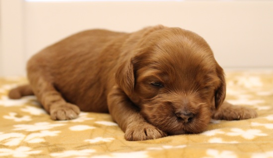 Two weeks Madeline