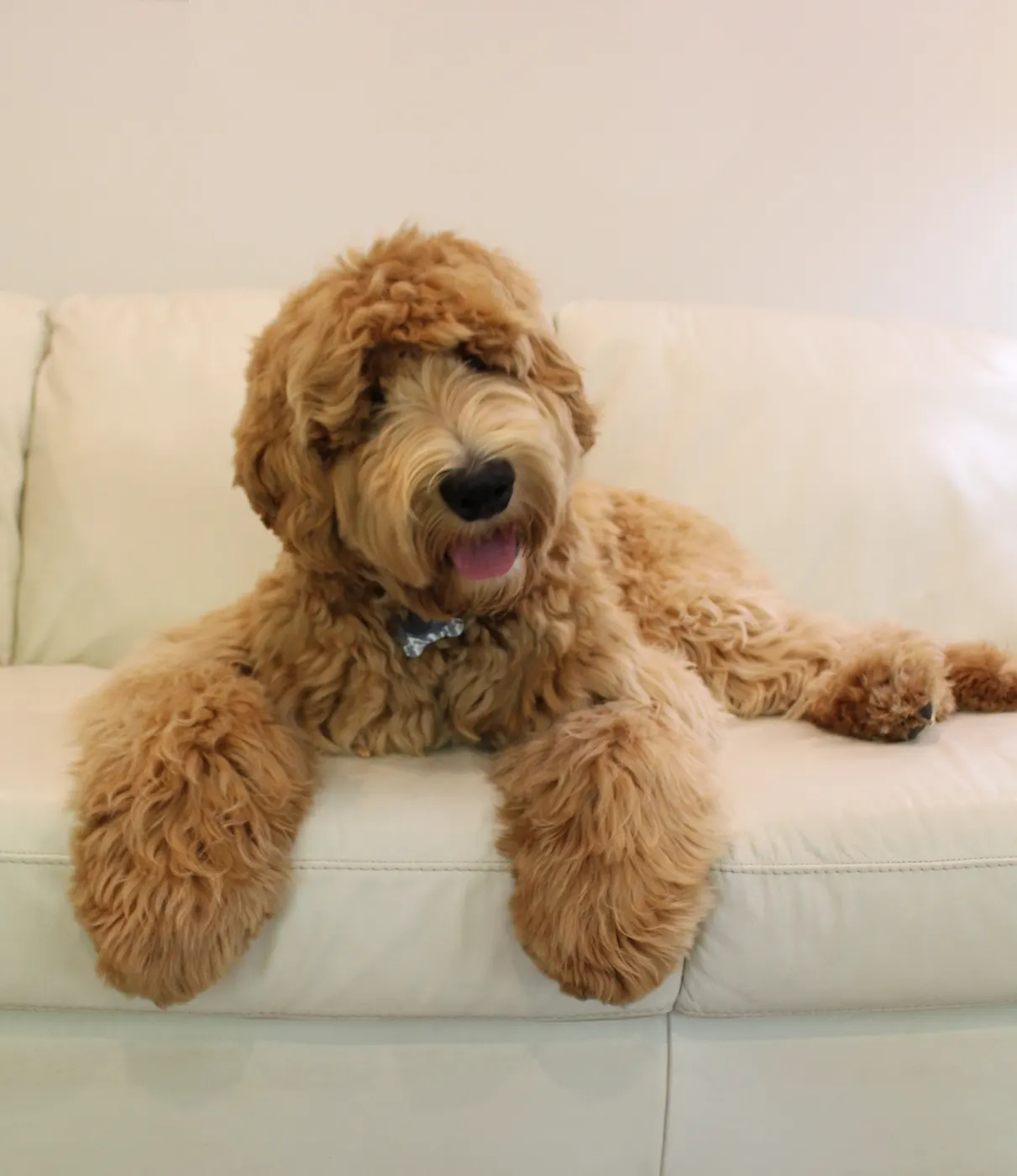 Valley Vineyard Labradoodle