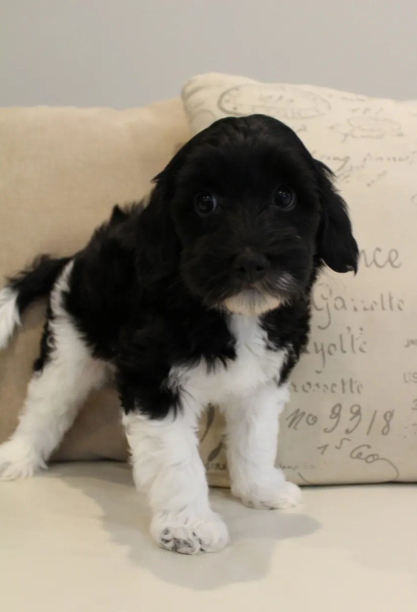 Clara Jane and Bear’s pups are home