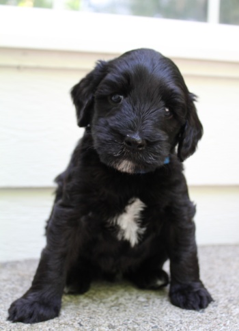 best labradoodle breeder puppies available therapy dogs