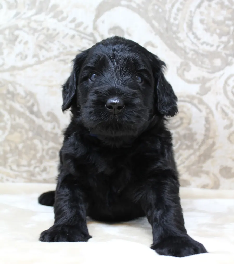 Gracie and Barkley’s litter is home