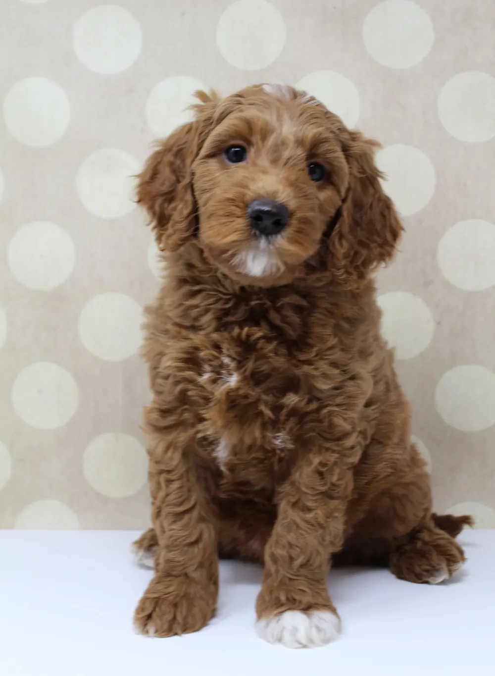 Gretel and Gunner’s puppies are home