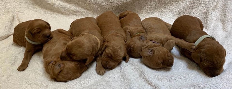 Bella and Gunner’s Bumble Bee puppies are home