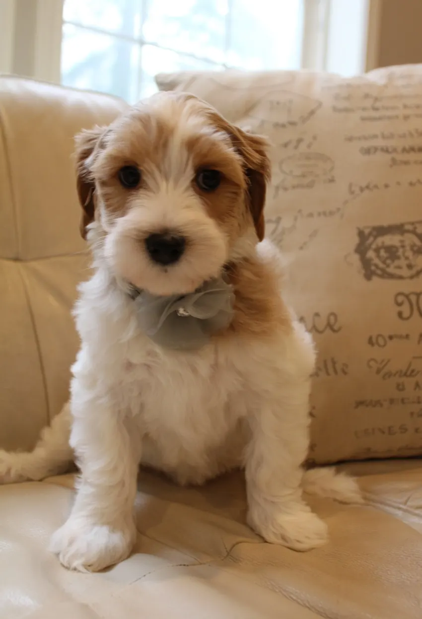 Clara Jane and Bear’s pups are home
