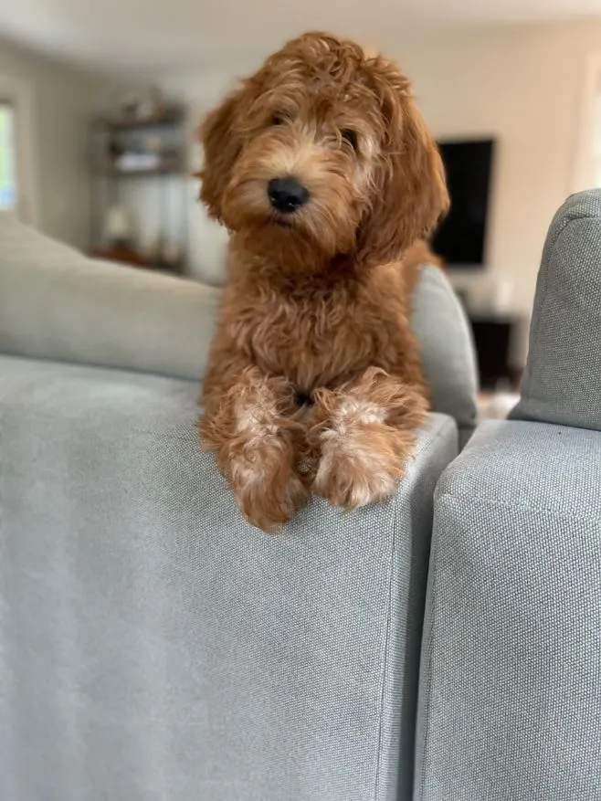 We are looking for a forever guardian for one of our pups