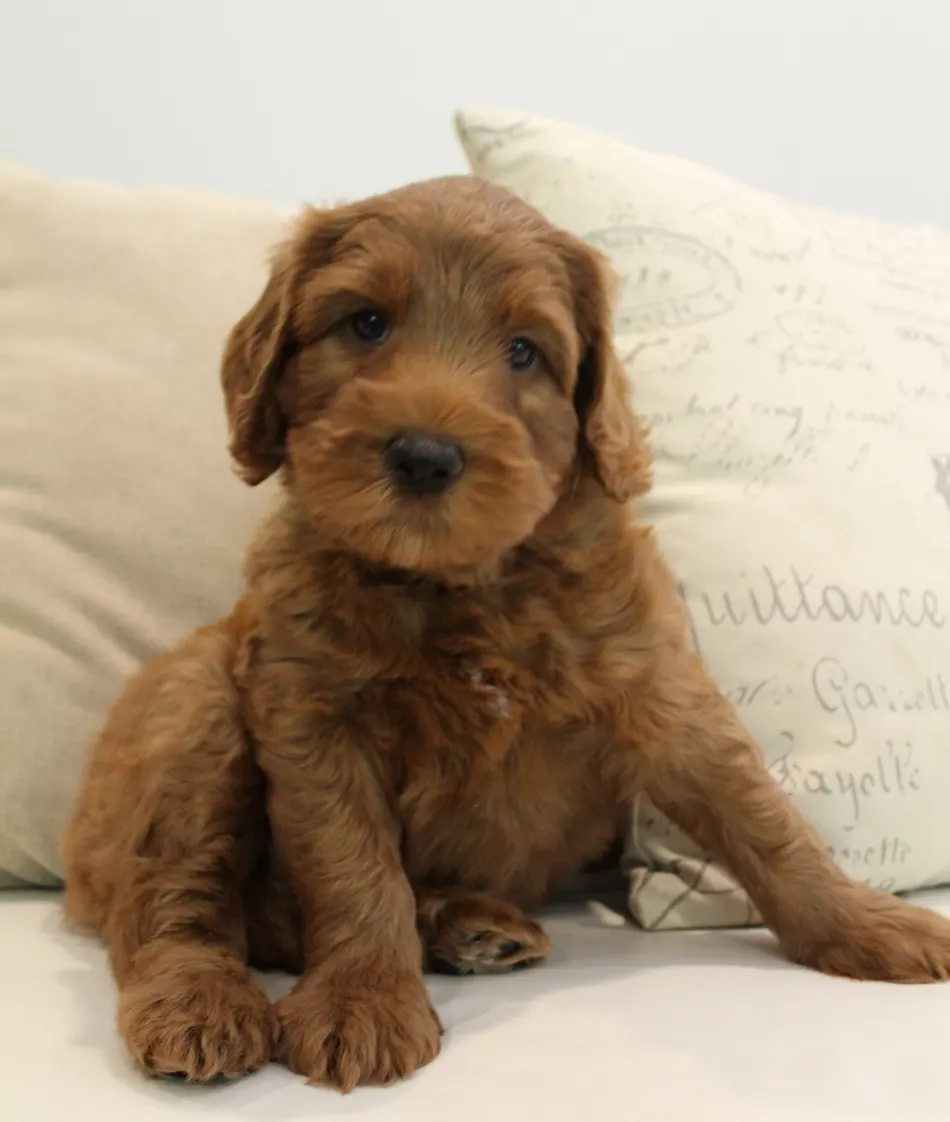 Hazel and Barkley’s puppies are home