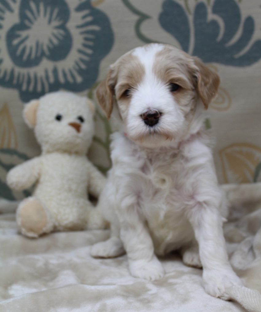 Clara Jane and Bear’s pups are home