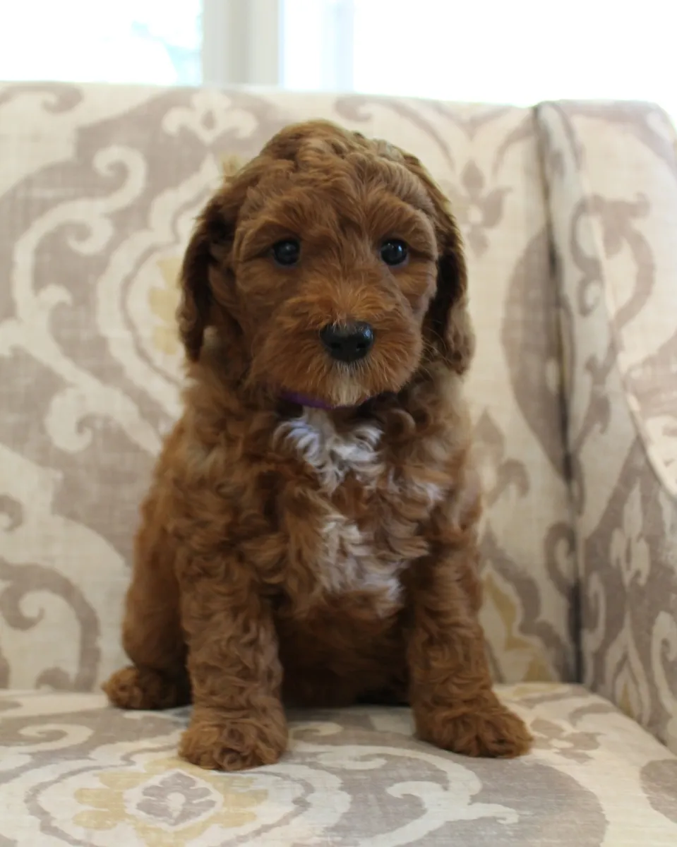 Shirley