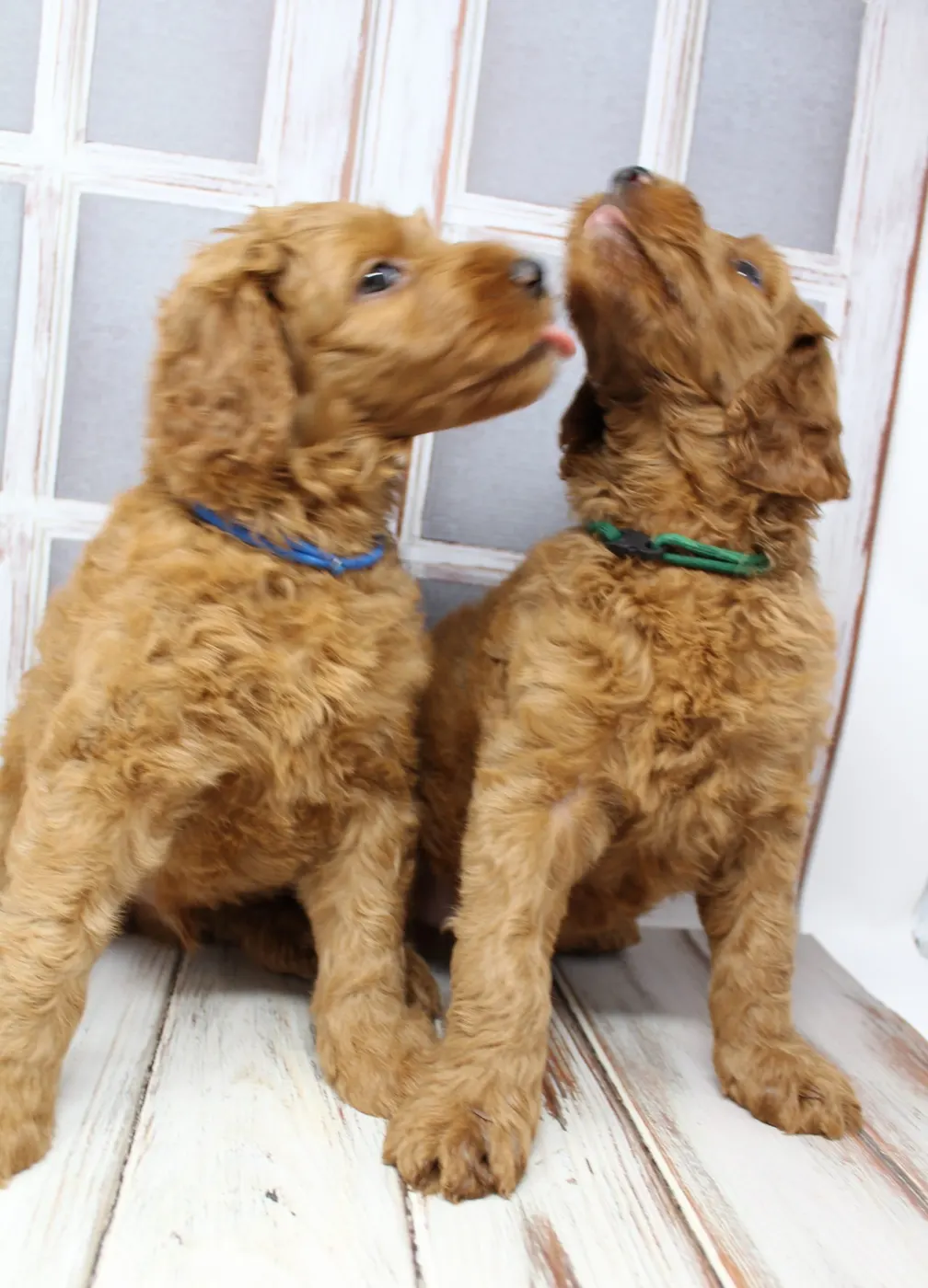 Bella and Gunner’s Bumble Bee puppies are home