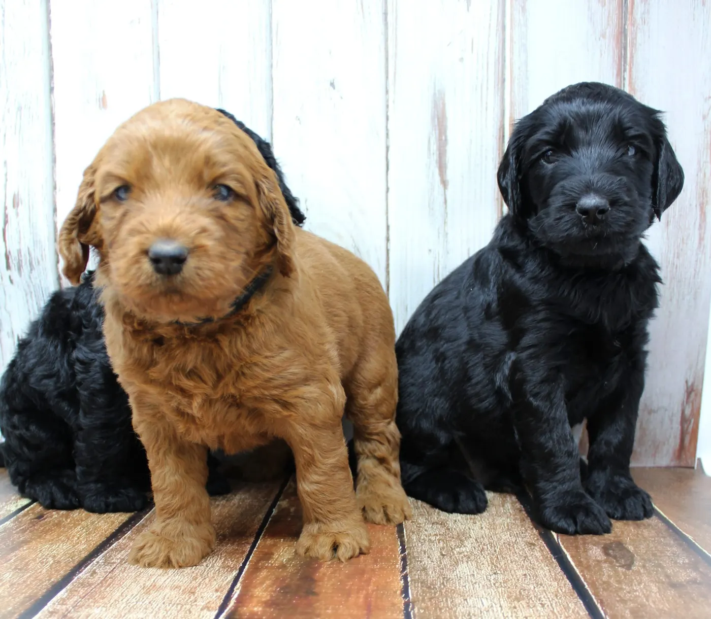 Gracie’s puppies are with their forever families