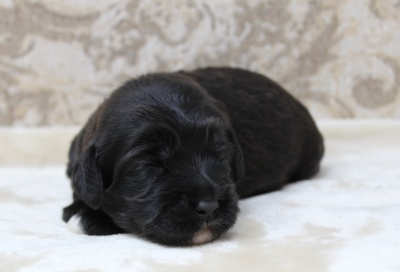 mini therapy labradoodles Portland Salem Beaverton Oregon