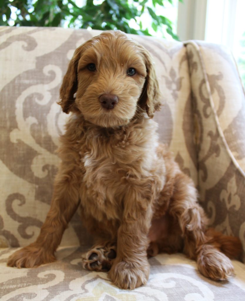Oregon labradoodle puppies available now
