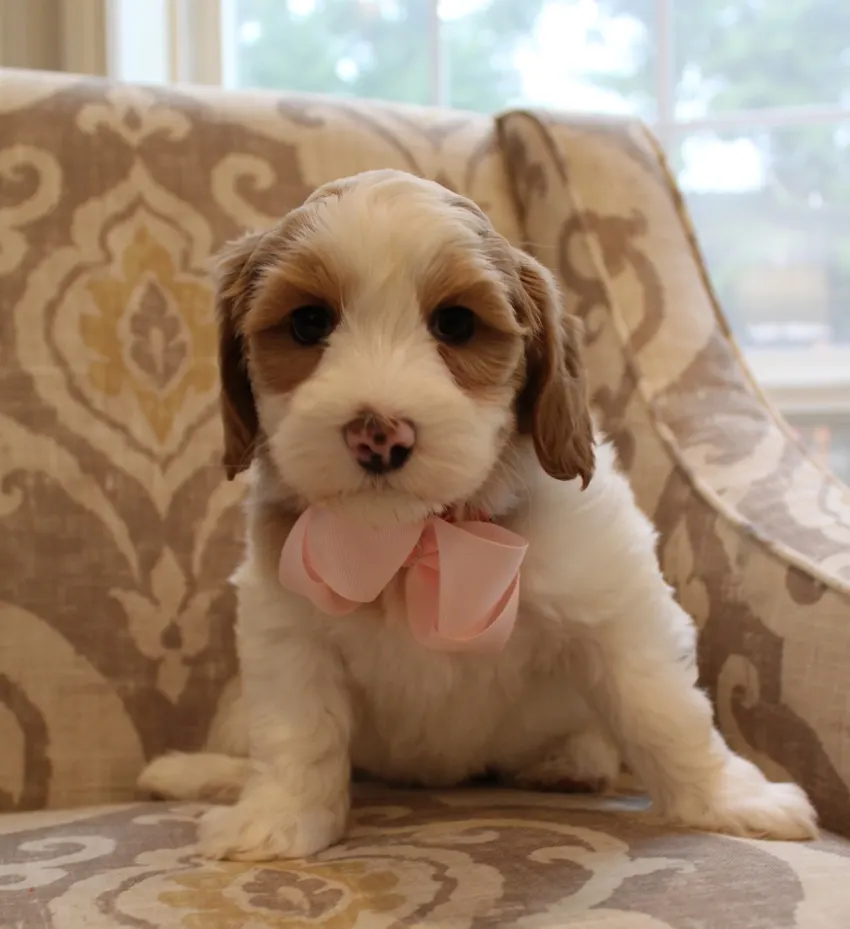 Clara Jane and Bear’s pups are home