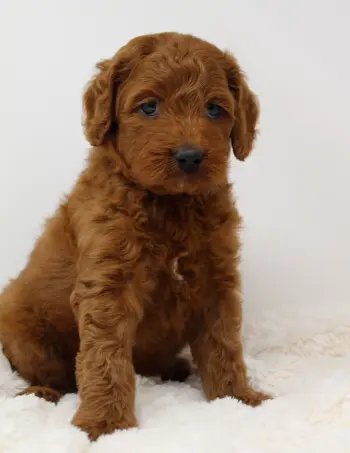Six weeks Marcus