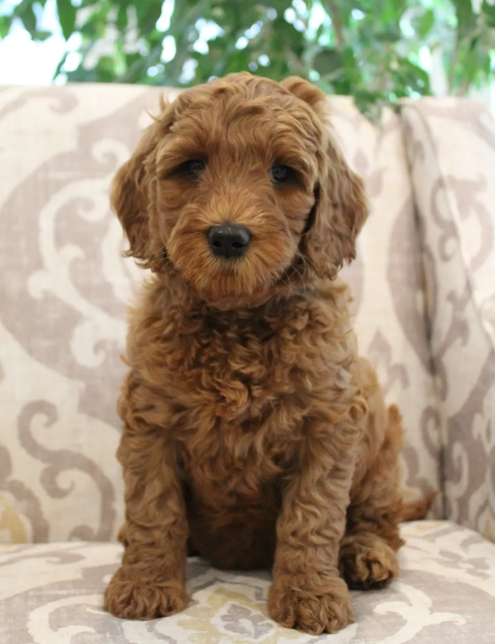 Bella and Barkley’s pups are home