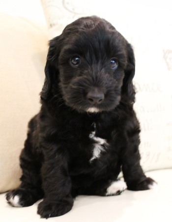 Kylie and Nelson’s puppies are home
