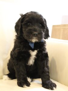 Clara Jane and Bear’s pups are home