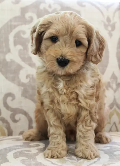 Andy, from Ava’s first litter, at six weeks