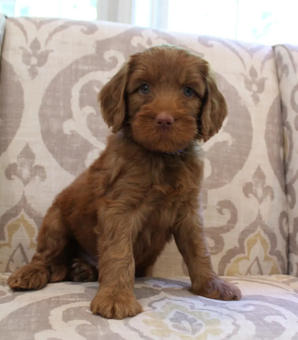 Hazel and Barkley’s puppies are home