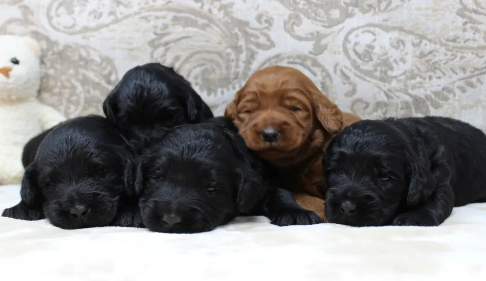 Gracie and Barkley's litter arrived