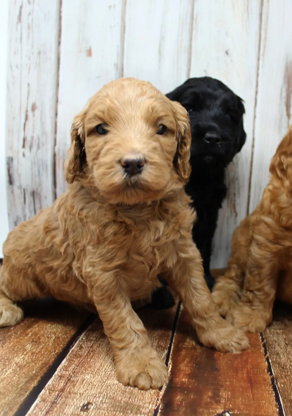 Gracie’s puppies are with their forever families