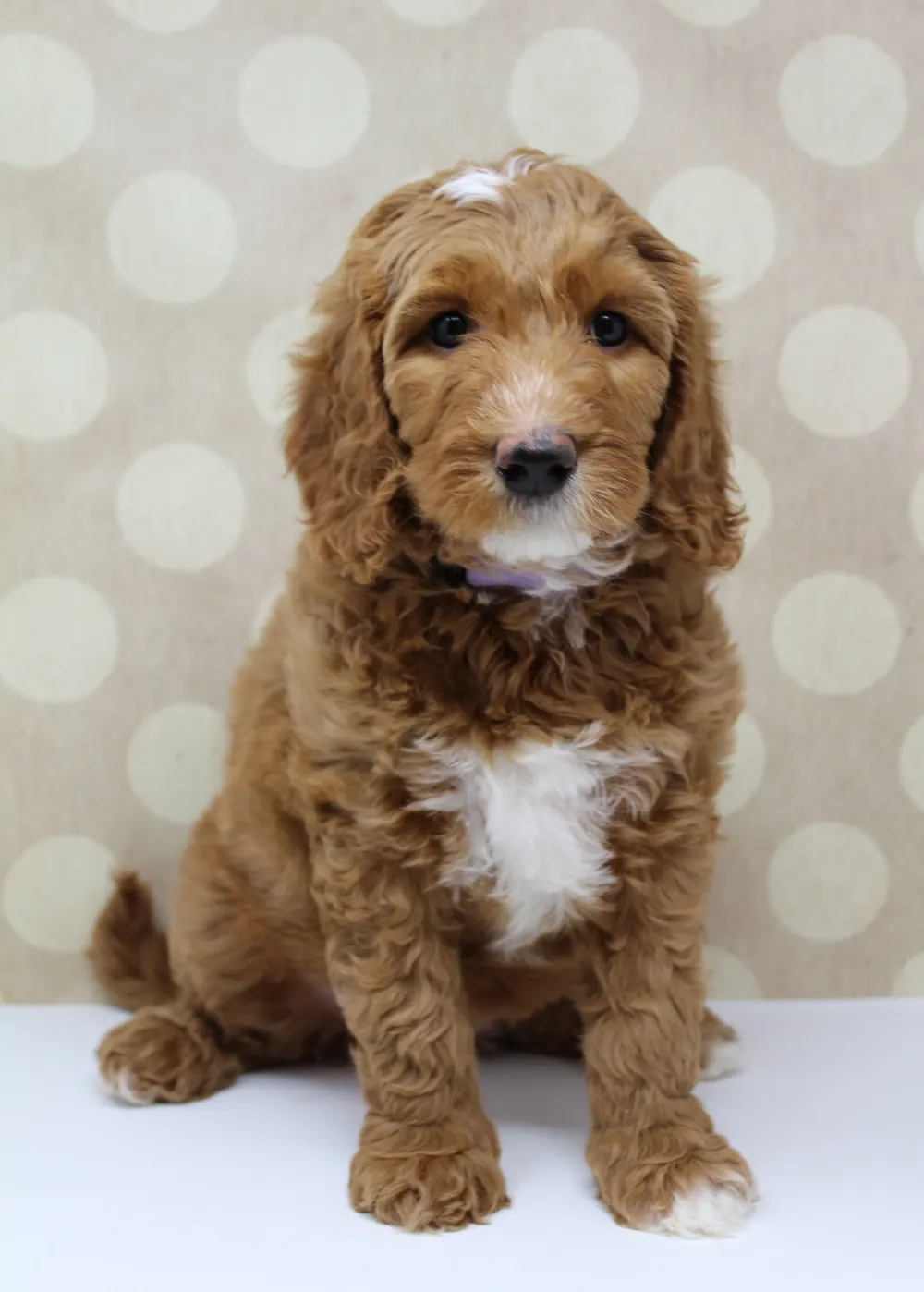 Gretel and Gunner’s puppies are home