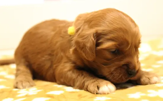 Two weeks Milly webp 3
